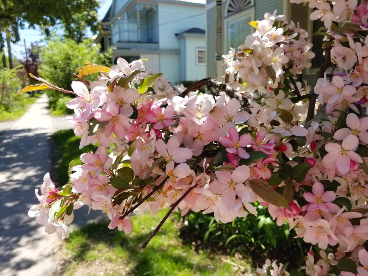 Apple blossoms in a neighborhood in Burlington, Vermont